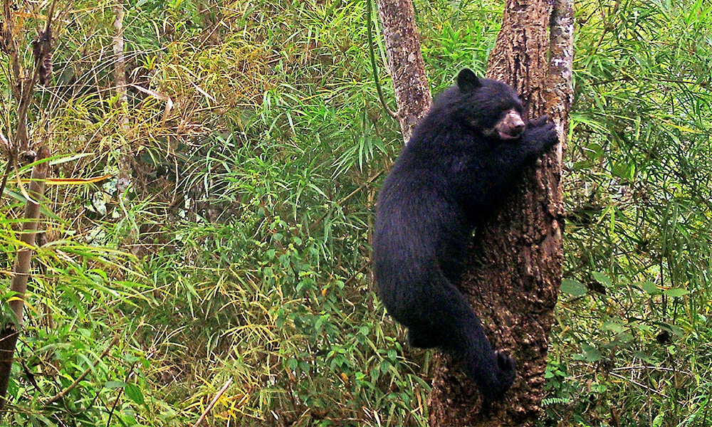 Solar panel contractor partner with Rainforest Concern to reduce carbon emissions